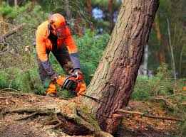 Best Fruit Tree Pruning  in Englewood, FL